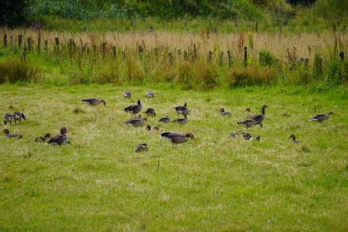 picknick 2024 (19)